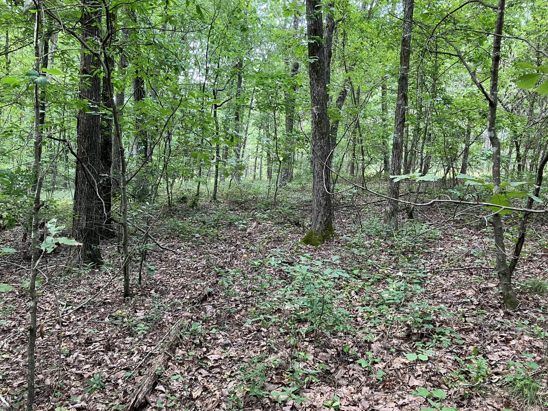 Owner Financed Land in Tennessee | M Land, Inc